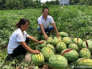 景区吃瓜网红事件,一场网络狂欢背后的争议与反思  第2张