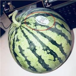 网红吃瓜现场,揭秘娱乐圈幕后真相  第3张
